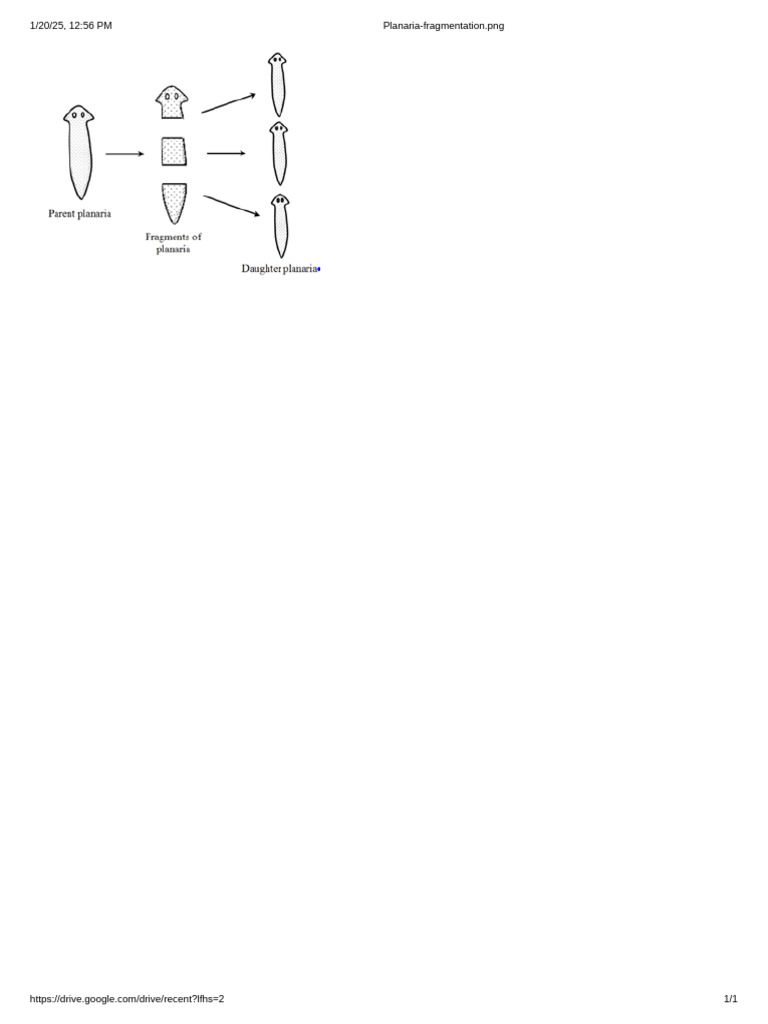 Planaria Fragmentation Explained | PDF