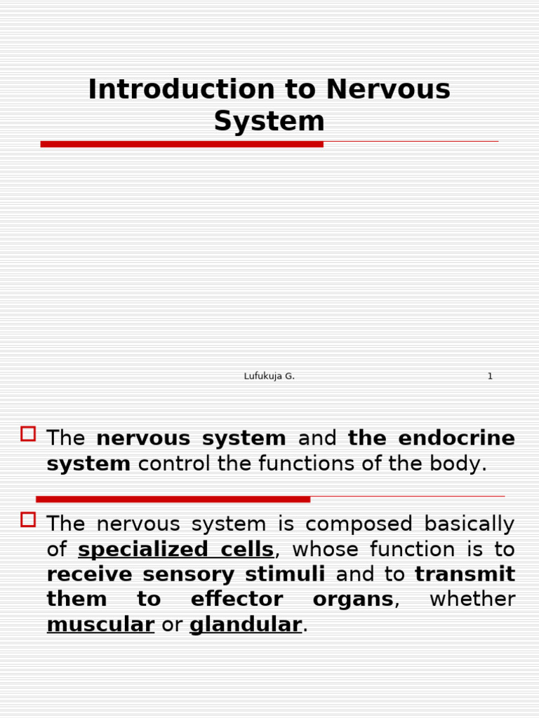 Overview of the Nervous System | PDF | Central Nervous System | Nervous ...
