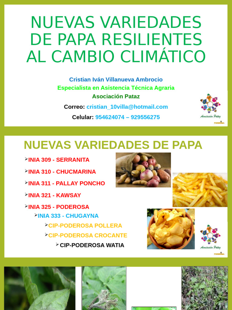 Nuevas Variedades de Papa Resilientes | PDF | Patata | Organismos