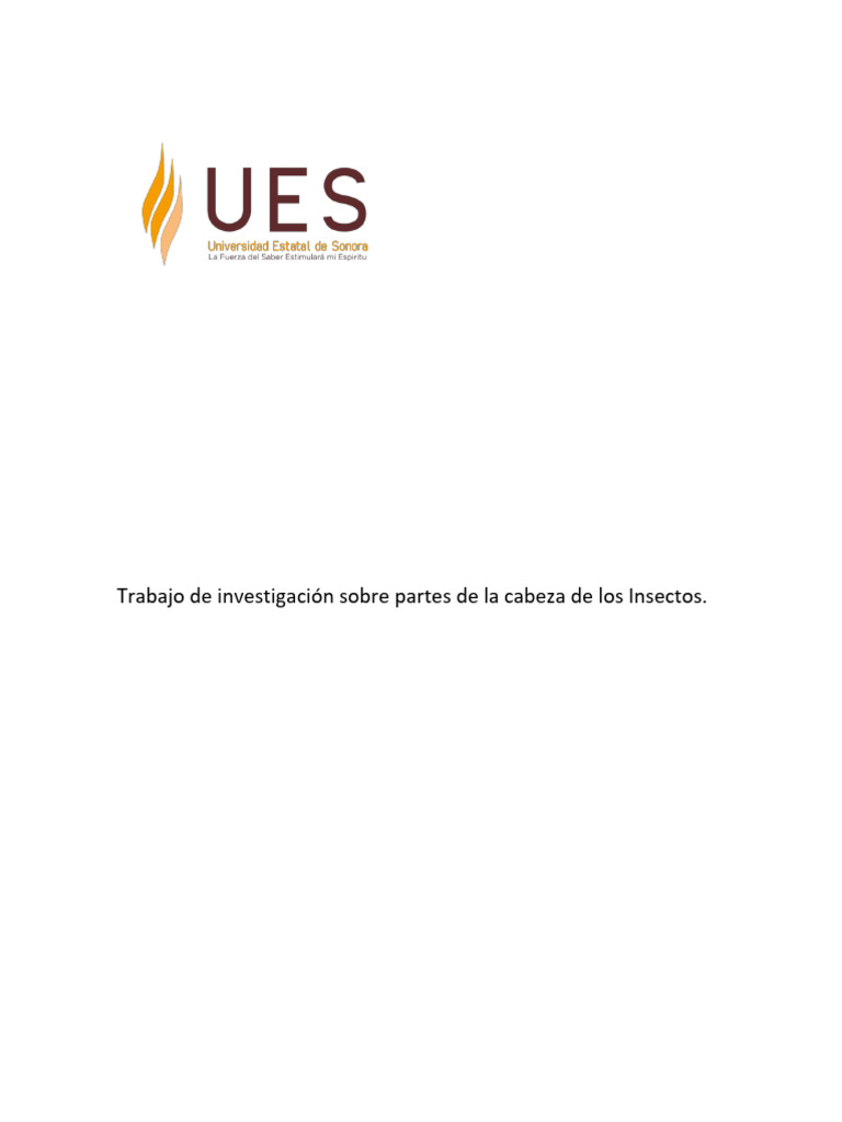 Partes de la Cabeza de los Insectos | PDF | Insectos | Ojo