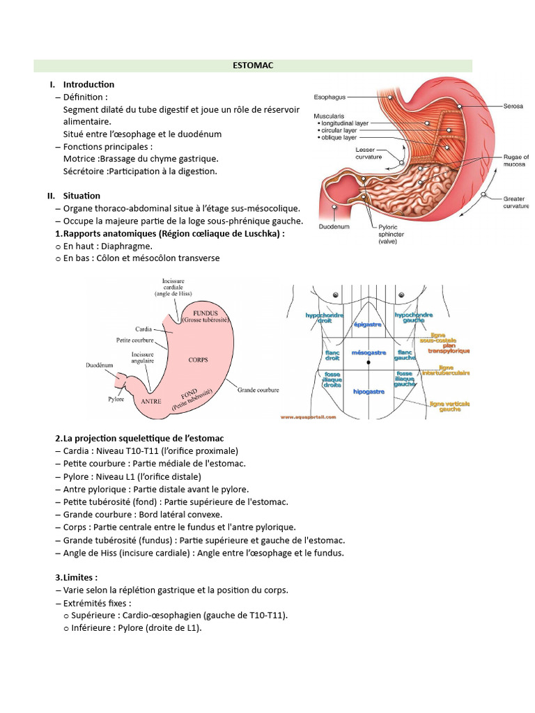 Anatomie et Fonction de l'Estomac PDF Estomac Œsophage — free download