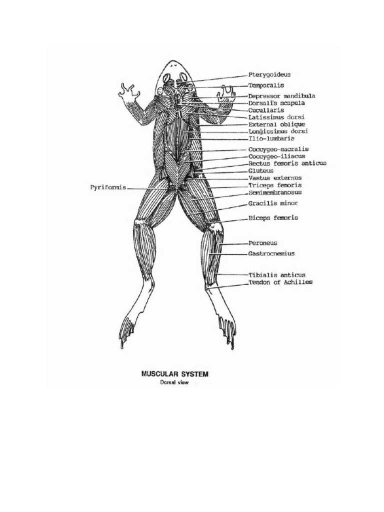Frog Anatomy | PDF