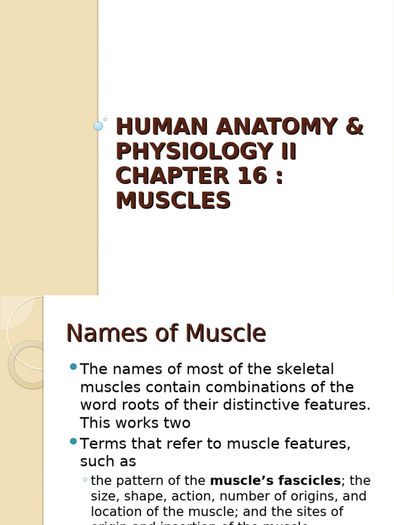 Muscle only 1.3 | PDF | Human Leg | Arm