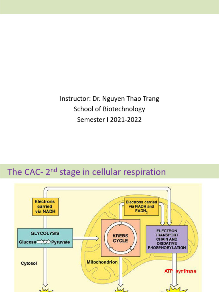 Chapter 5 - The Citric Acid Cycle CAC | PDF | Diet & Nutrition | Chemistry
