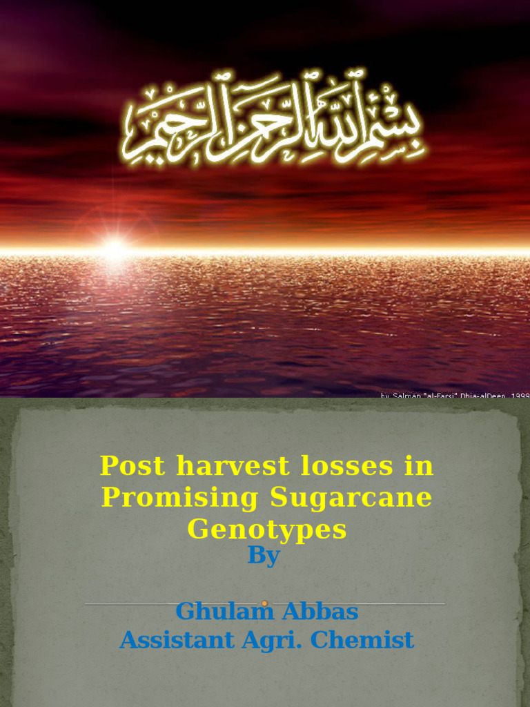 Abbas Sb | PDF | Sugarcane | Sucrose