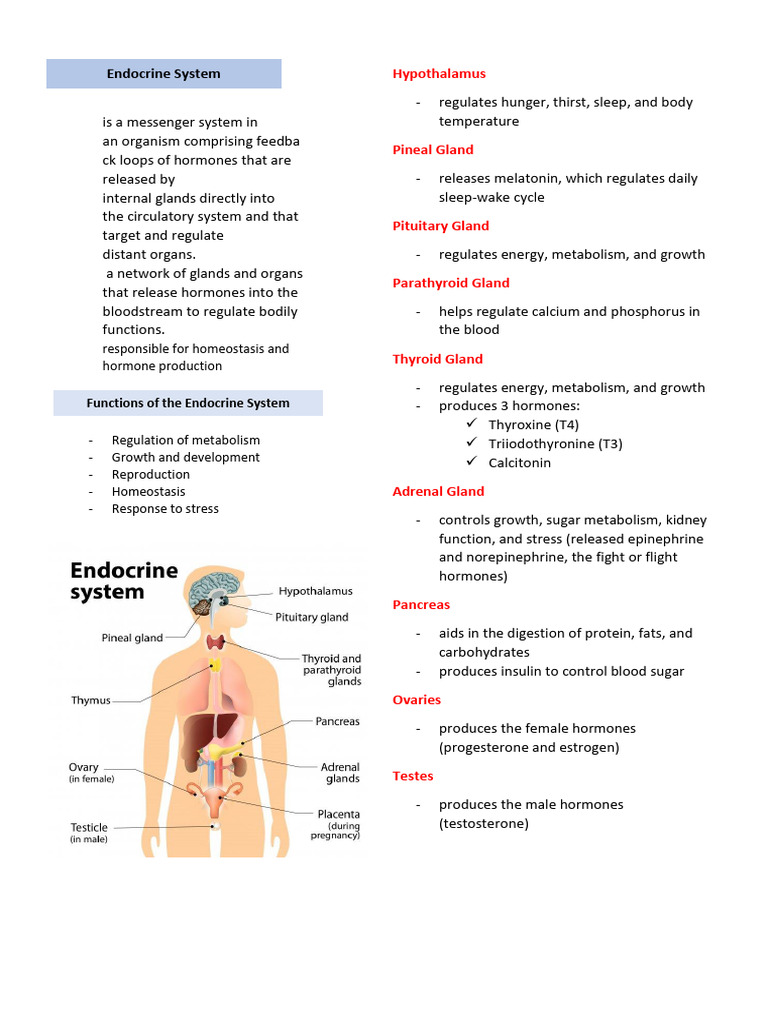 First-Topic Endocrine-System 060748 | PDF | Endocrine System | Thyroid ...