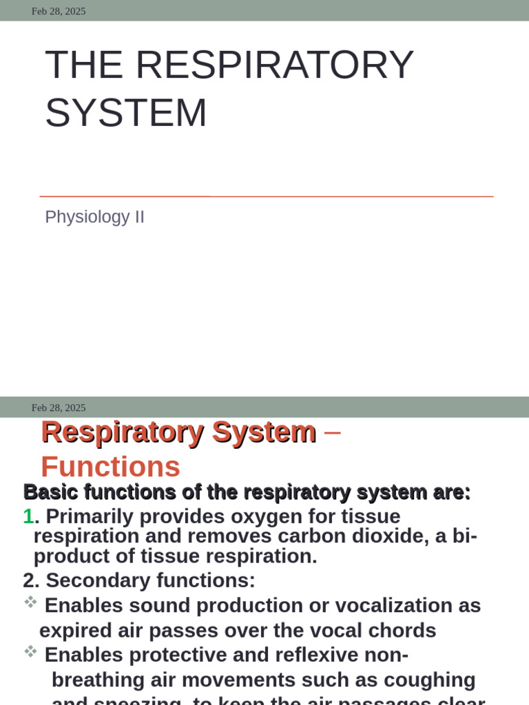 Overview of the Respiratory System | PDF | Respiratory Tract | Lung