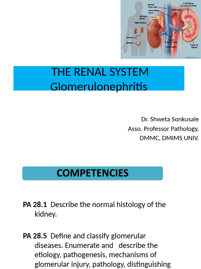 1 & 2 Glomerulonephritis S# | PDF | Kidney Disease | Medical Specialties
