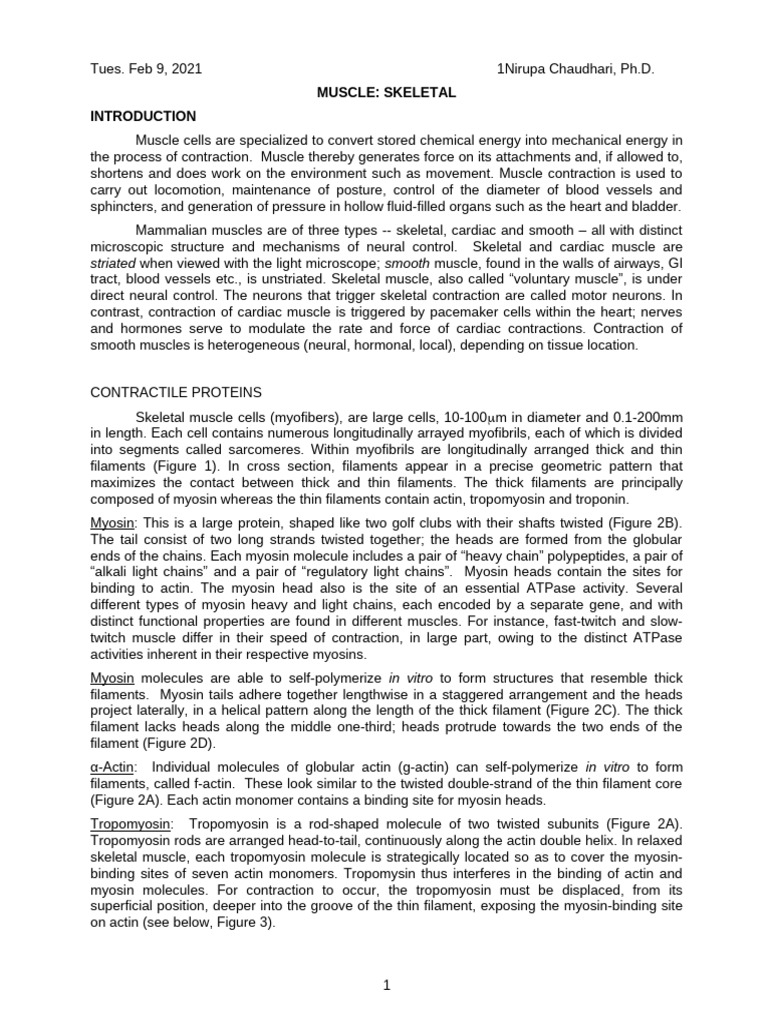 Skeletal Muscle Contraction Mechanism | PDF | Muscle Contraction ...