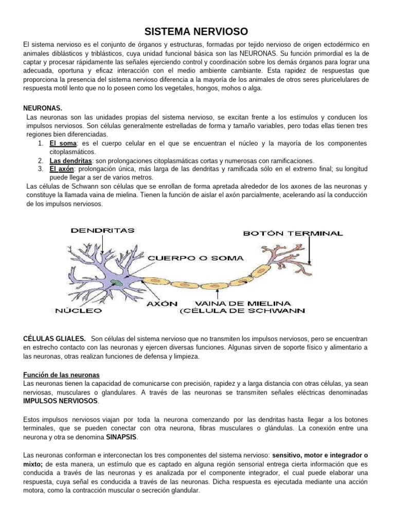 Funciones y Estructura del Sistema Nervioso | PDF | Sistema nervioso ...