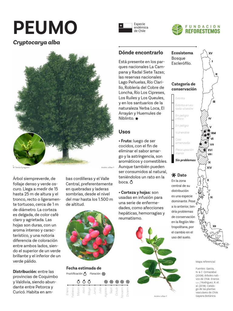 Peumo: Árbol Nativo de Chile y Conservación | PDF | Botánica | Arboles