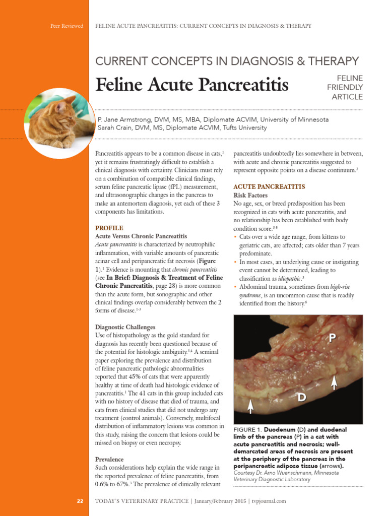 Photo inspiration: Visual Reference: Current Concepts In Diagnosis Therapy Of Cat Pancreatitis