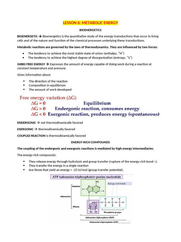 Metabolic Energy and Bioenergetics Overview | PDF | Metabolism | Enzyme