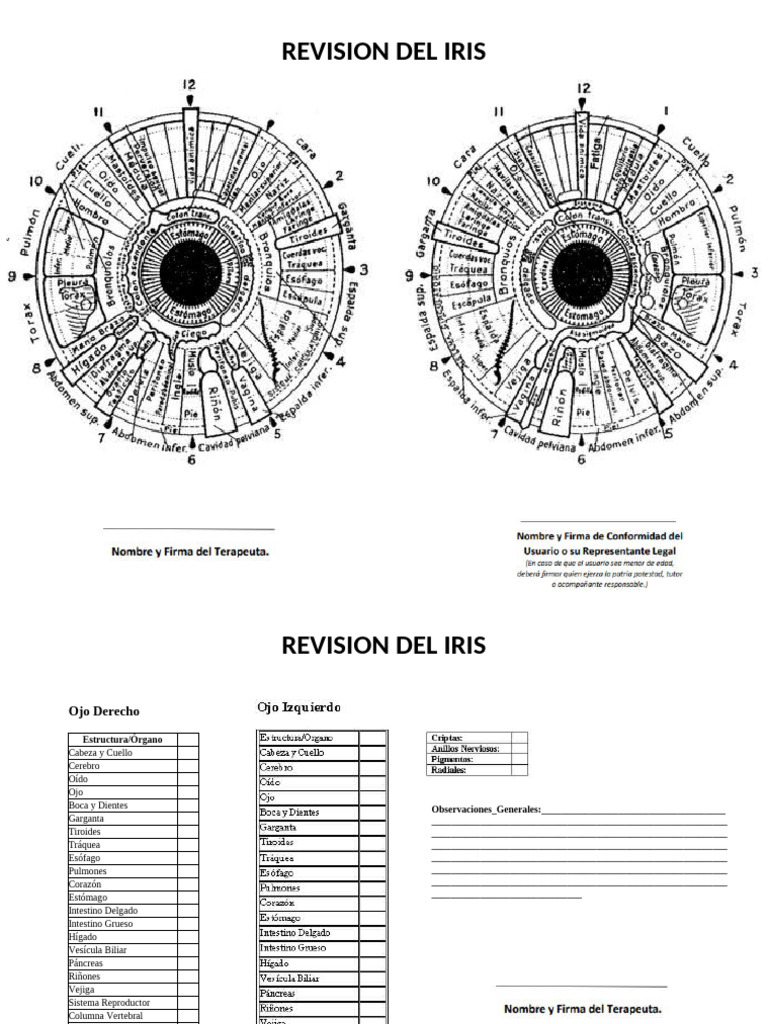 Revisión Completa del Iris y Órganos | PDF