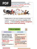 Chicken Breeds of the Philippines | PDF | Chicken | Poultry