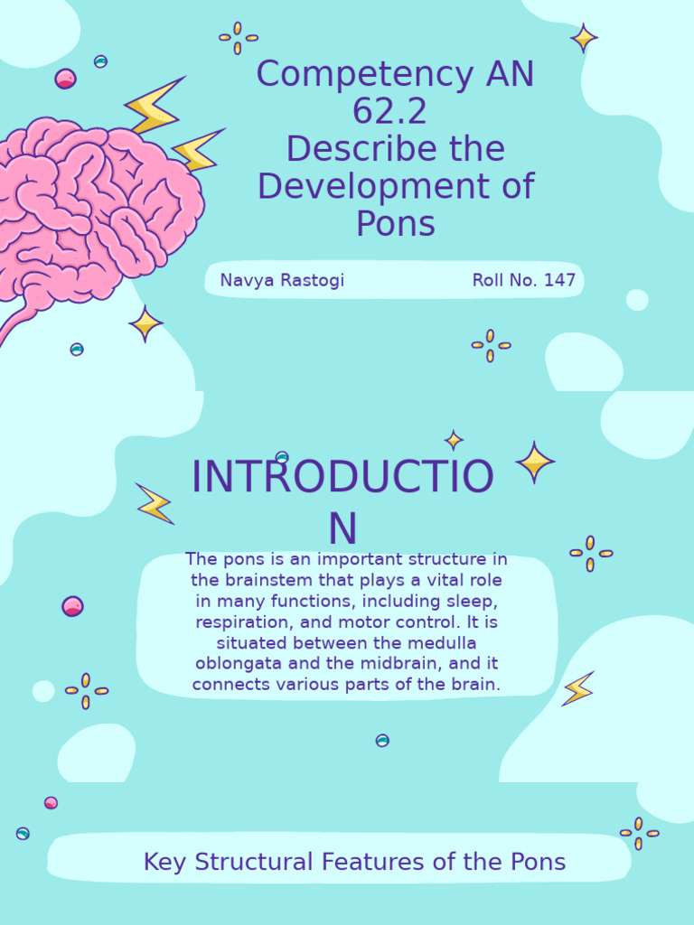 Development of the Pons Explained | PDF | Cerebellum | Nervous System