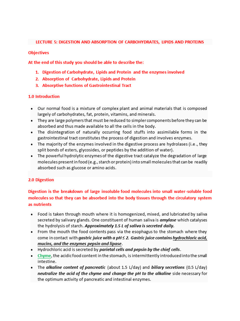 LECTURE 5 Digestion and Absorption | PDF | Digestion | Stomach