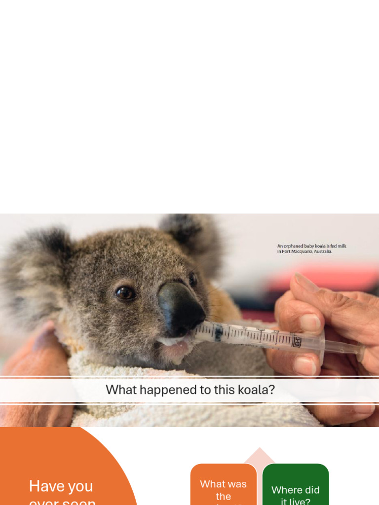 Koala Rescue Wildlife Care Insights Pdf