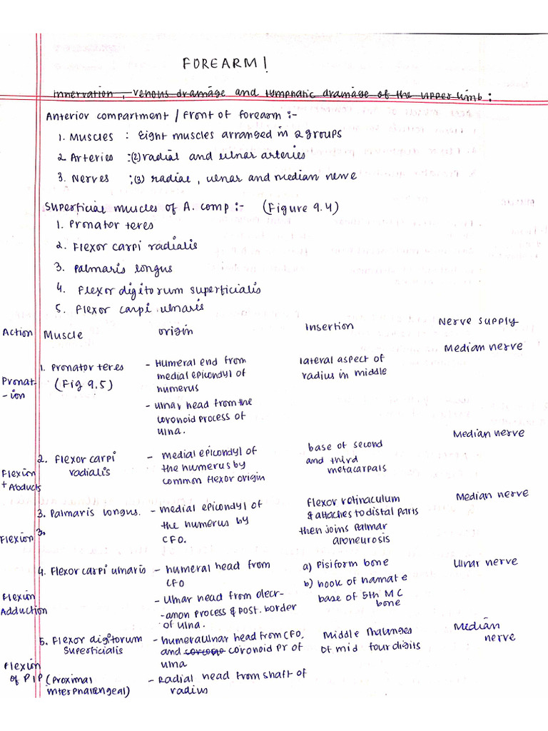 Forearm Notes | PDF