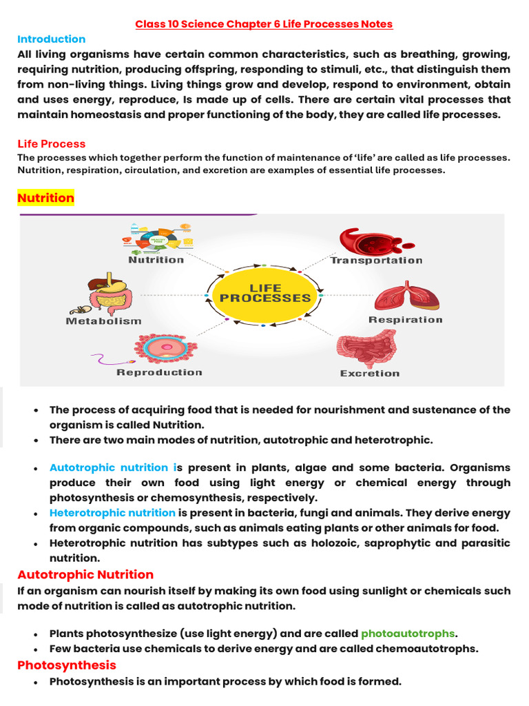 Class 10 Life Processes Overview | PDF | Respiratory System | Digestion