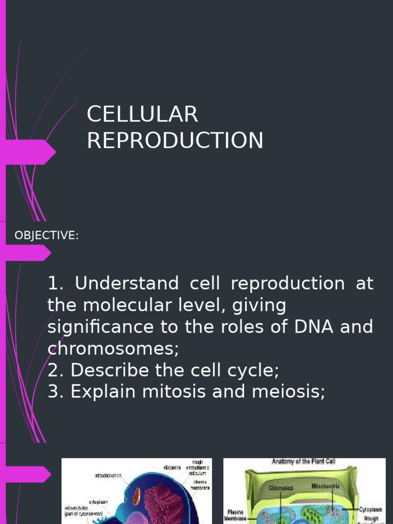 Cell Reproduction: Mitosis & Meiosis | PDF | Meiosis | Mitosis