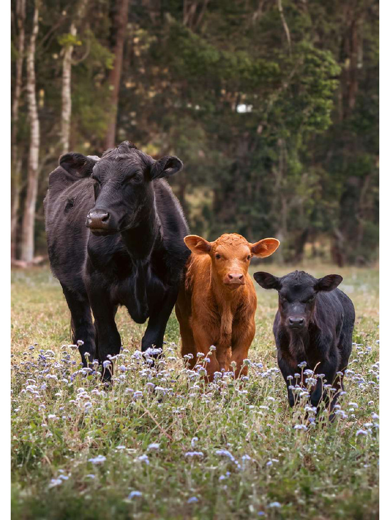 Cows-9049119 1280 | PDF