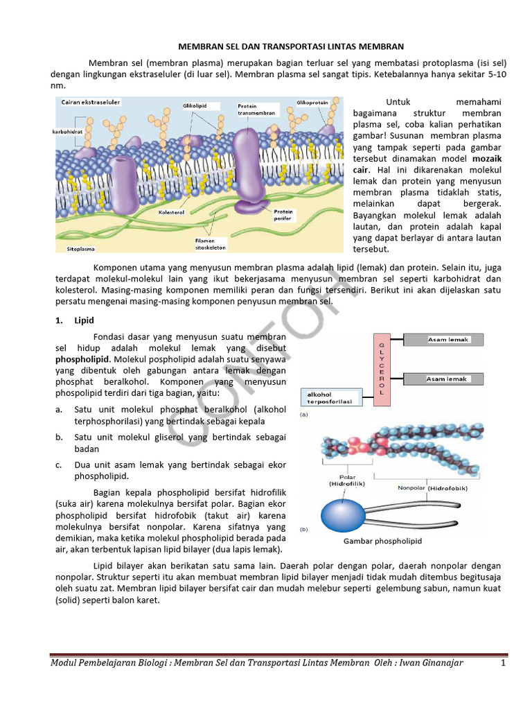 Modul Membran Sel | PDF