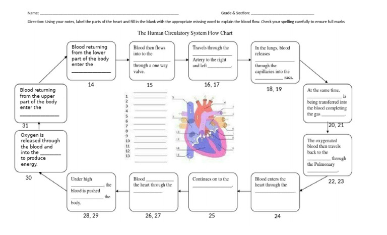 Heart Anatomy and Blood Flow Guide | PDF
