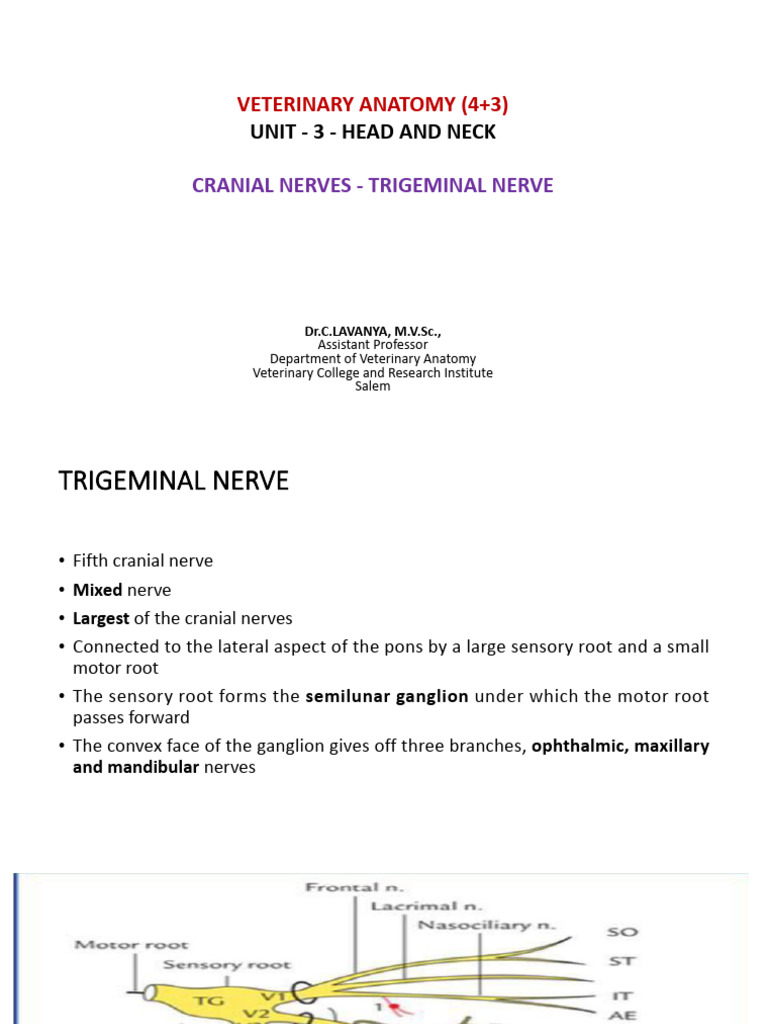 Trigeminal Nerve Ppt | PDF | Human Head And Neck | Otorhinolaryngology
