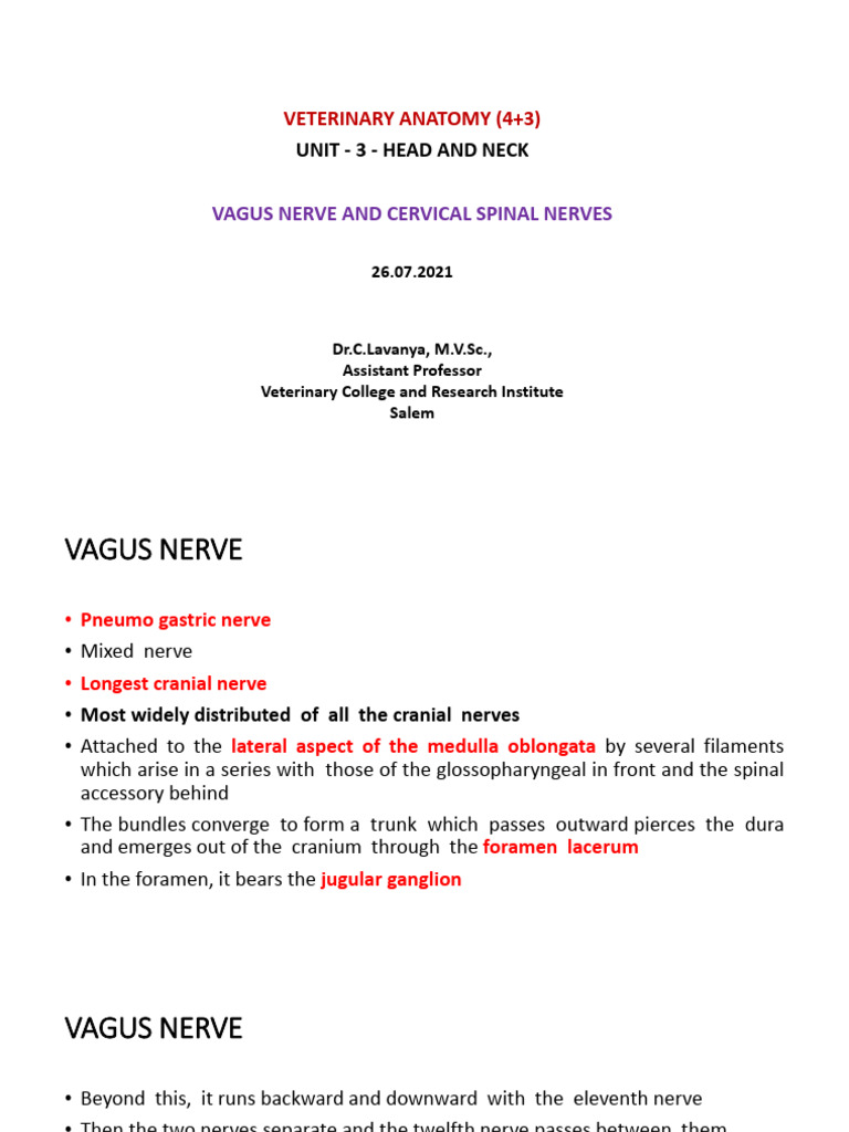 Vagus Nerve and Cervical Nerves Overview | PDF | Vagus Nerve | Common ...