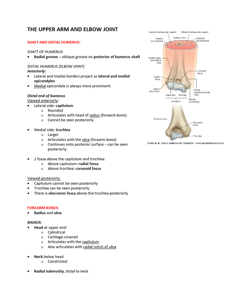 Anatomy of the Upper Arm and Elbow Joint | PDF | Arm | Elbow