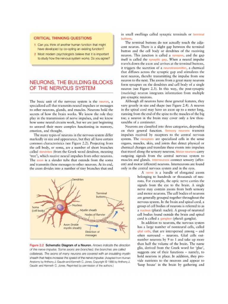 Neuron | PDF