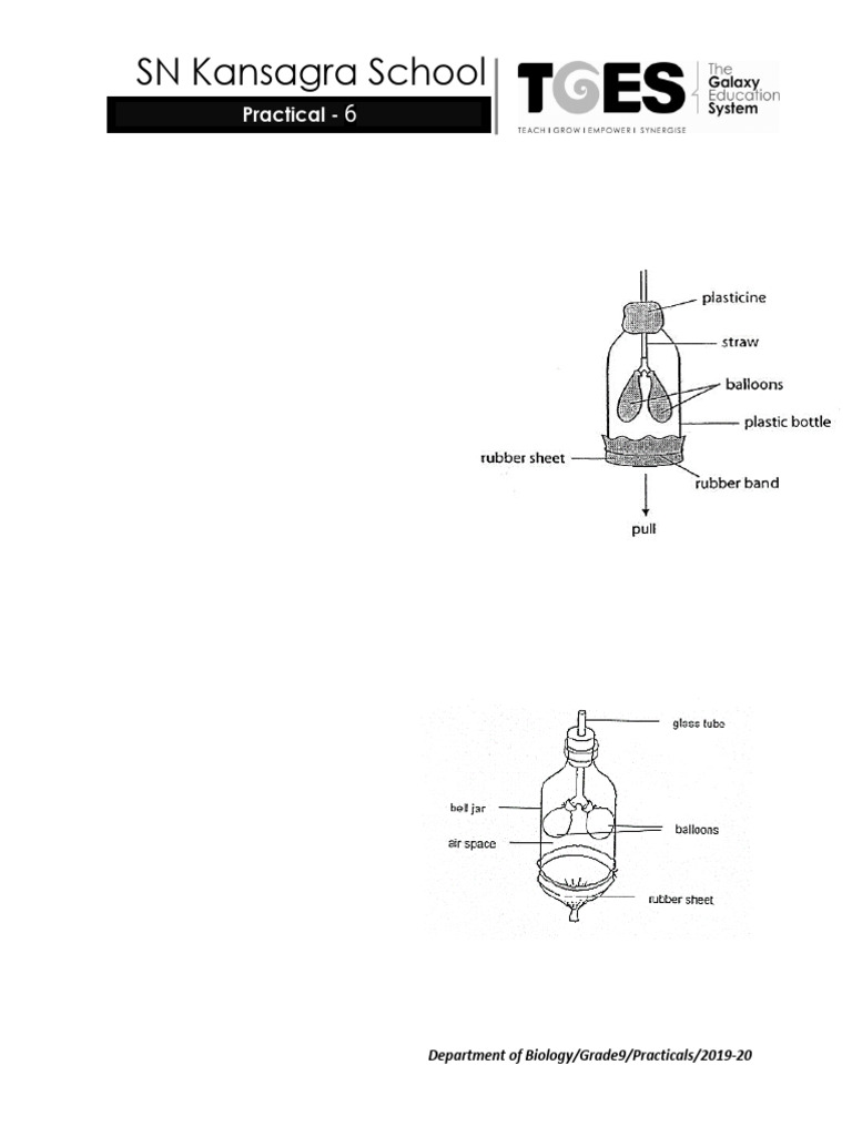 Breathing Mechanism Demonstration Model | PDF