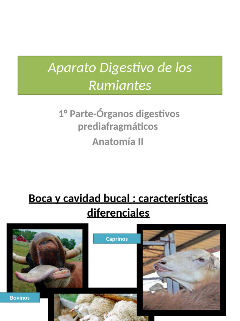 Anatomía del Aparato Digestivo en Rumiantes | PDF