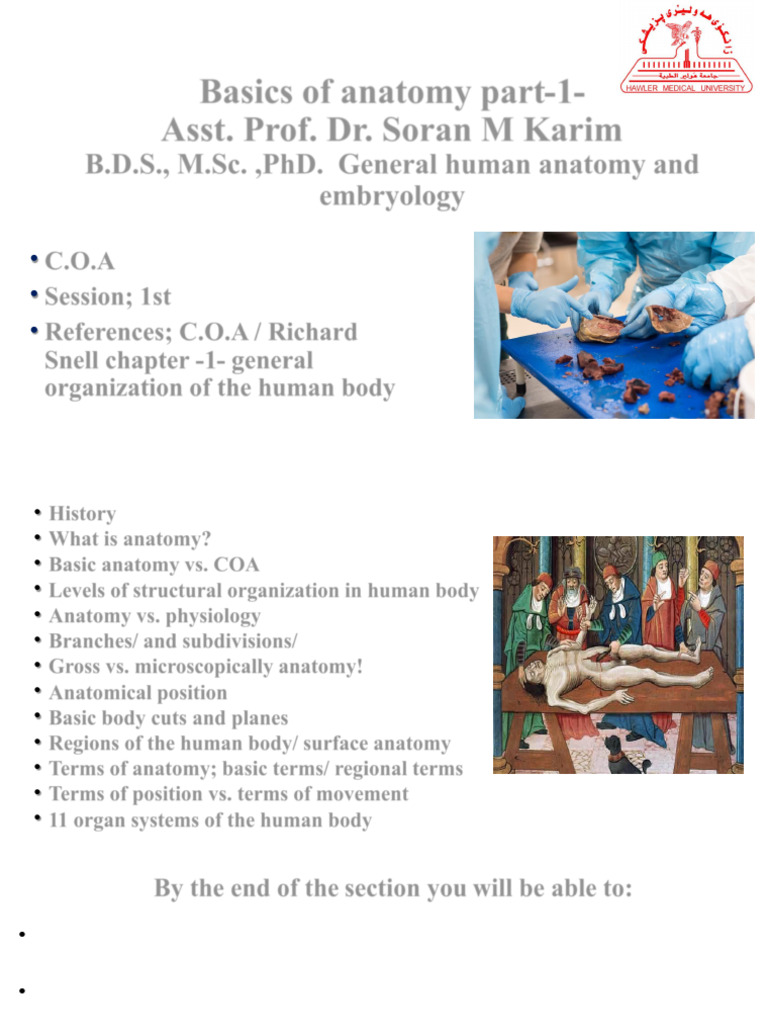Introduction to Human Anatomy Basics | PDF | Anatomical Terms Of ...