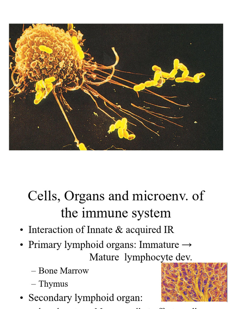 Finalcell and Organ of Immune System | PDF | Lymphatic System | Lymphocyte