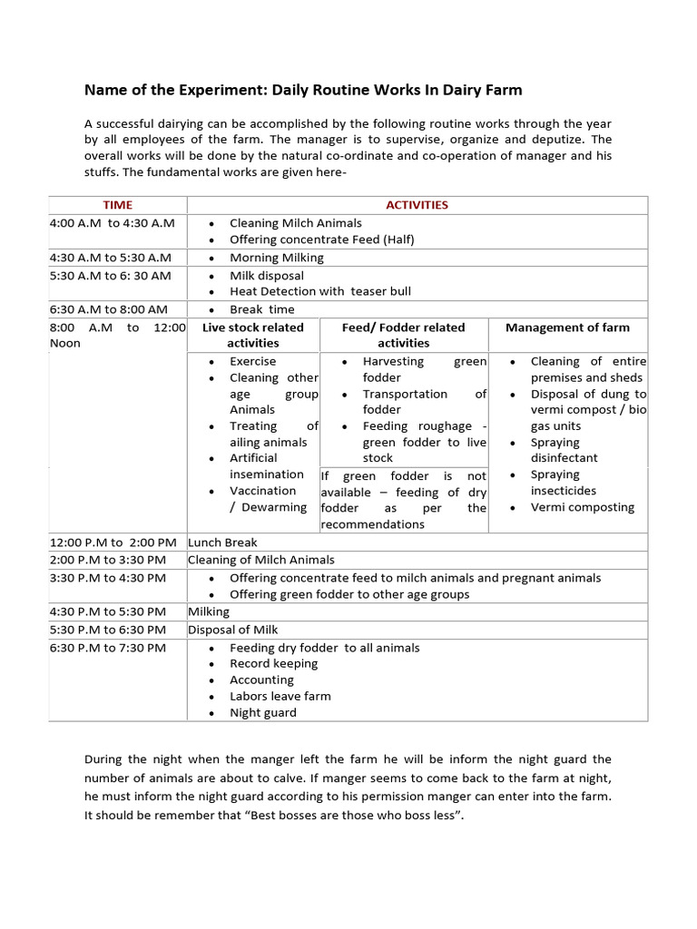 Daily Dairy Farm Routine Overview | PDF | Dairy Cattle | Dairy