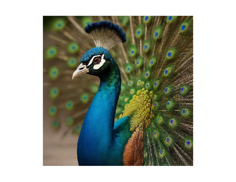Peacock | PDF
