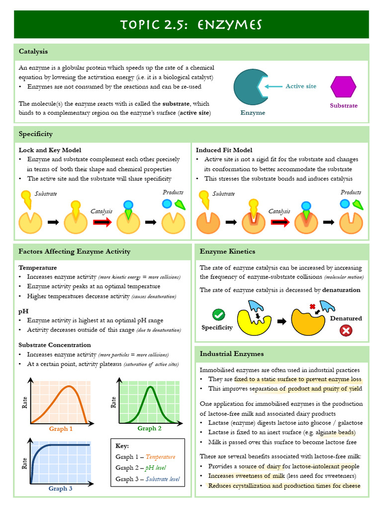 2.5 Enzymes | PDF | Enzyme | Active Site