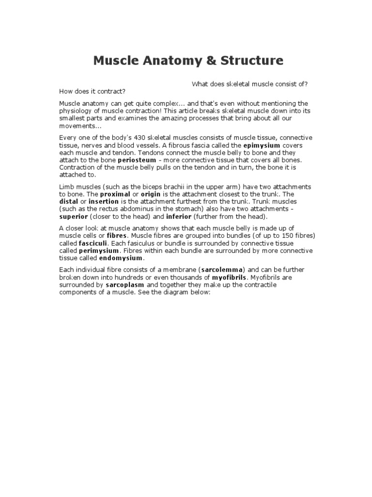 Muscle Anatomy | Download Free PDF | Muscle | Skeletal Muscle