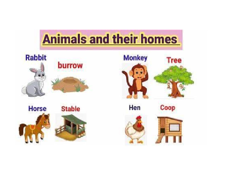 Animals and their Homes | PDF