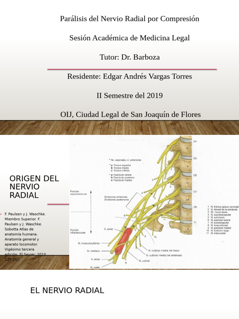 Parálisis Del Nervio Radial Por Compresión Final | PDF | Sistema ...