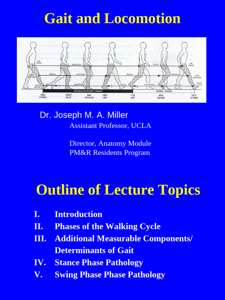 VA Lecture8 Gait | PDF | Foot | Anatomical Terms Of Motion