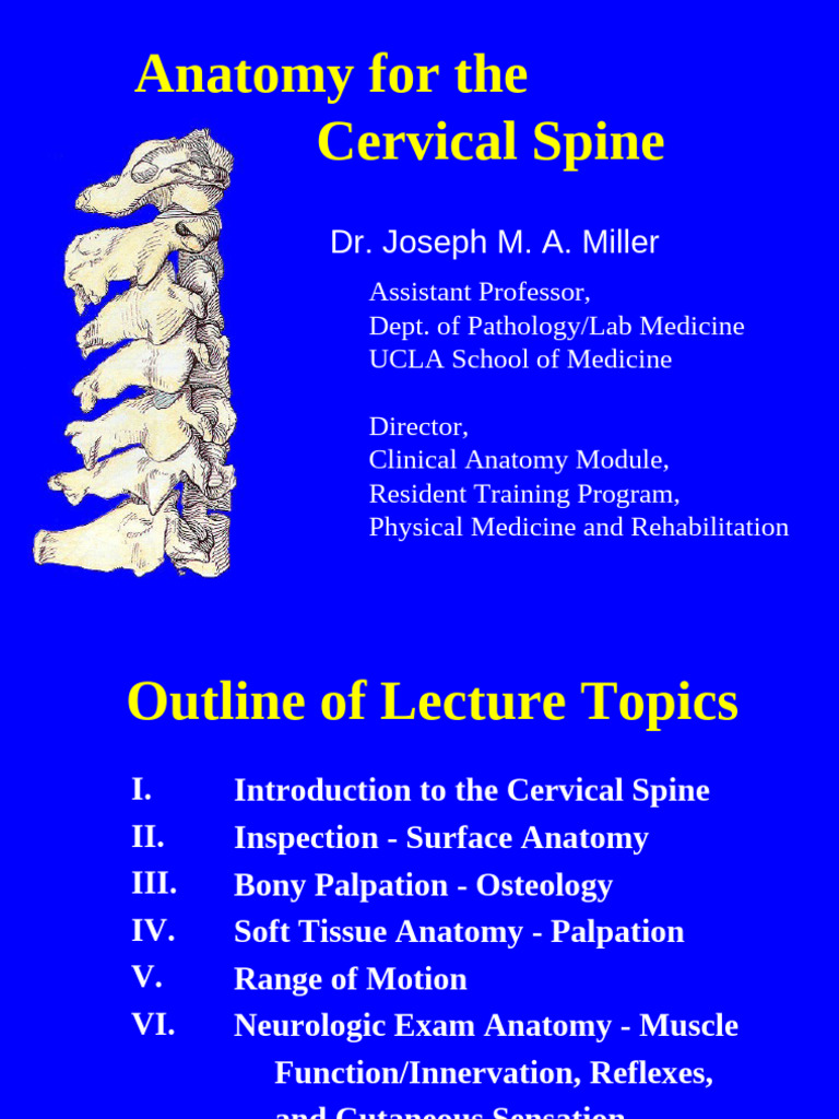 Anatomy of the Cervical Spine Exam | PDF | Vertebra | Vertebral Column