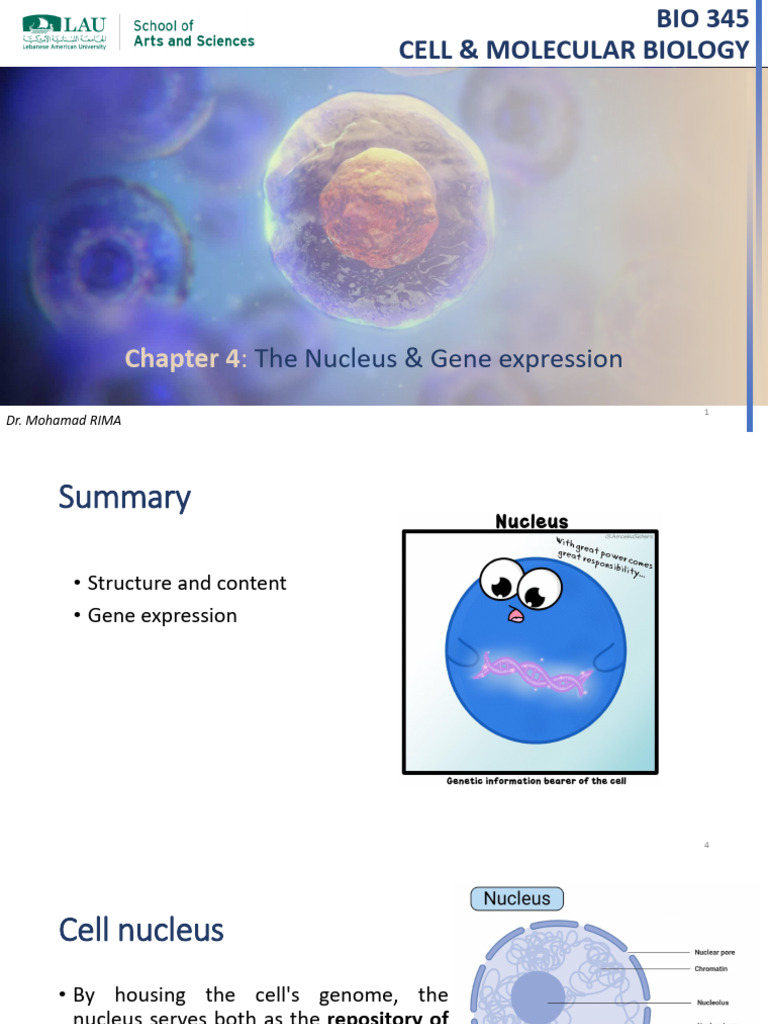Bio 345 Chapter 4 Part 1 | PDF | Operon | Cell Nucleus