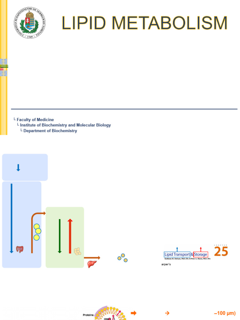 Understanding Lipid Metabolism Processes | PDF | Ketosis | Lipoprotein