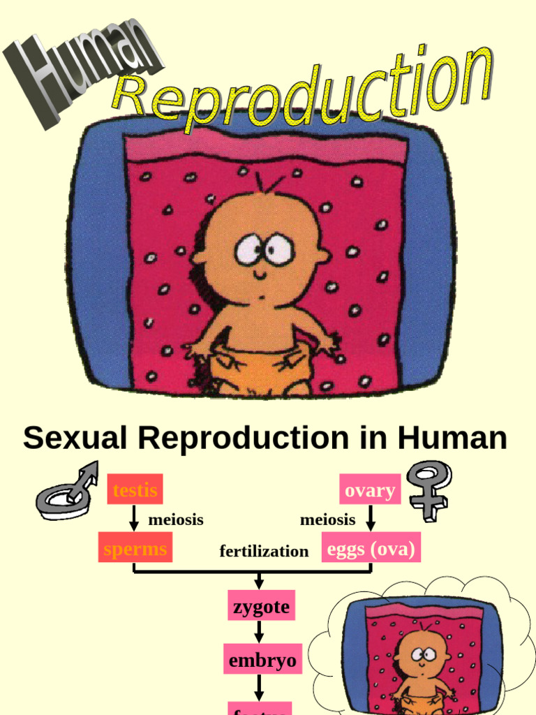 Human Sexual Reproduction Overview | PDF | Reproductive System | Ovary