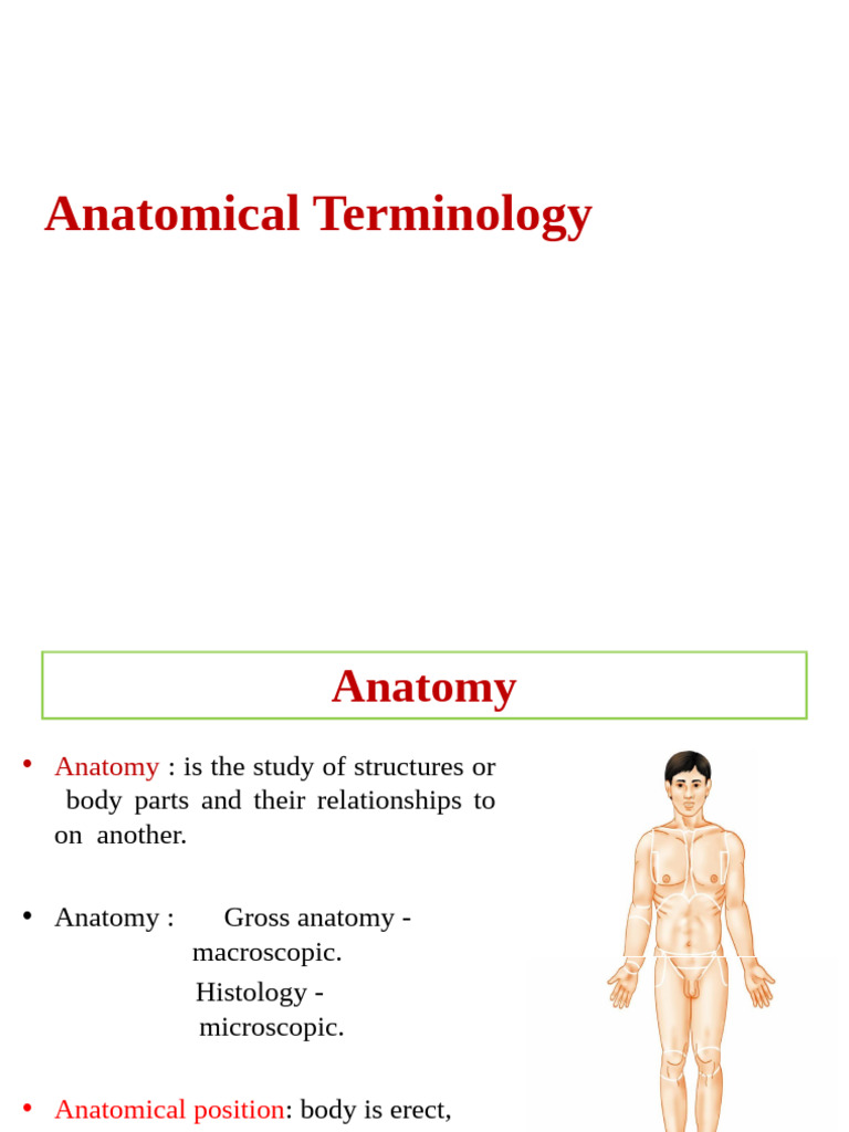 Body Organization and Terminology | PDF | Anatomical Terms Of Location ...