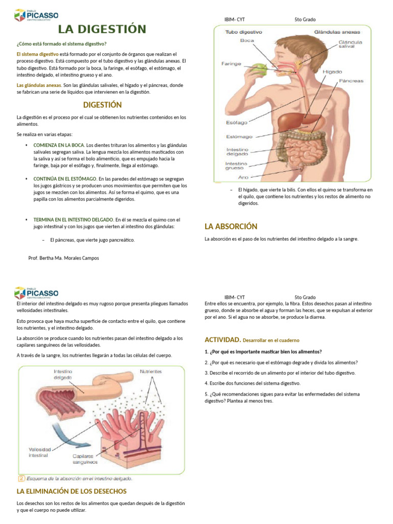 Proceso de Digestión en 5to Grado | PDF | Digestión | Sistema digestivo ...