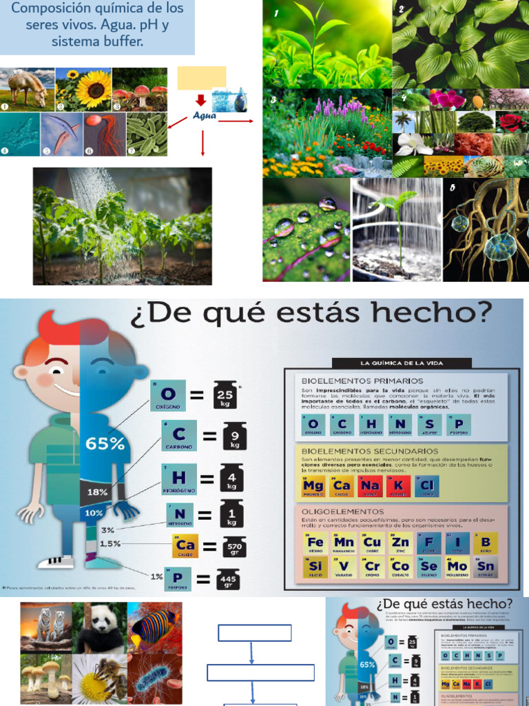 Composición química de los seres vivos | PDF | Propiedades del agua ...